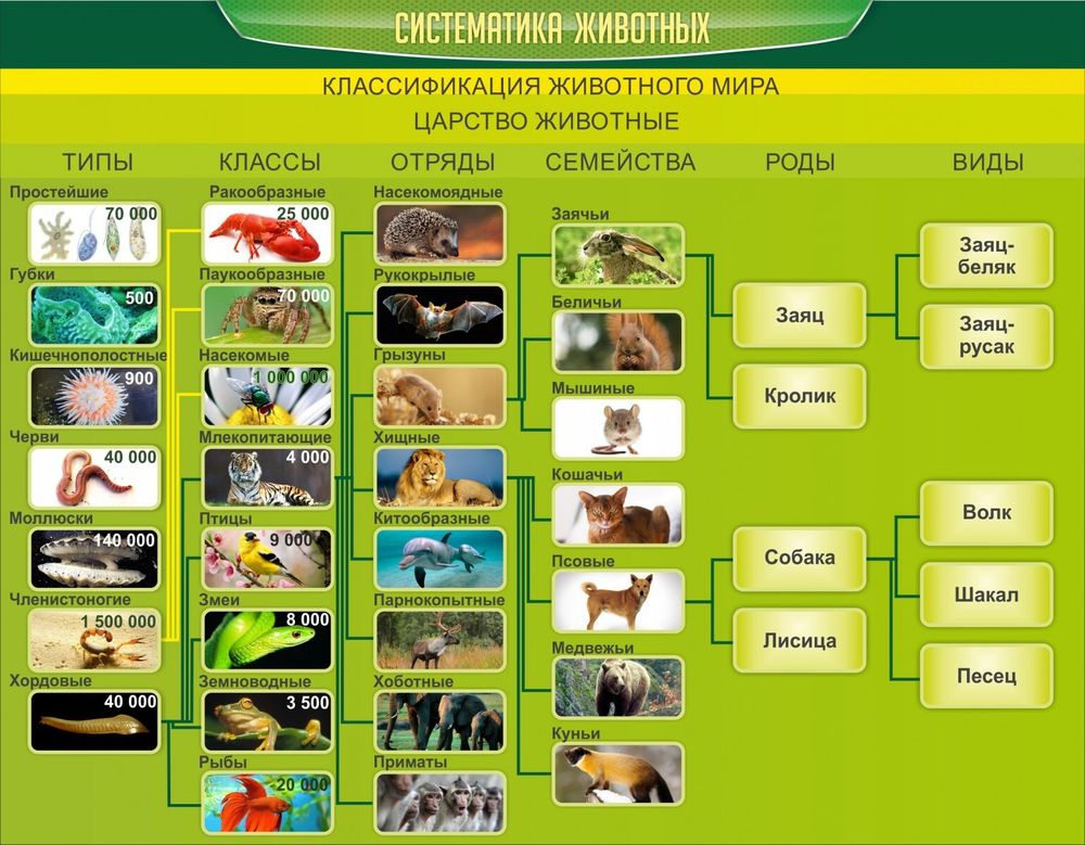 Стенд &quot;Систематика животных&quot;