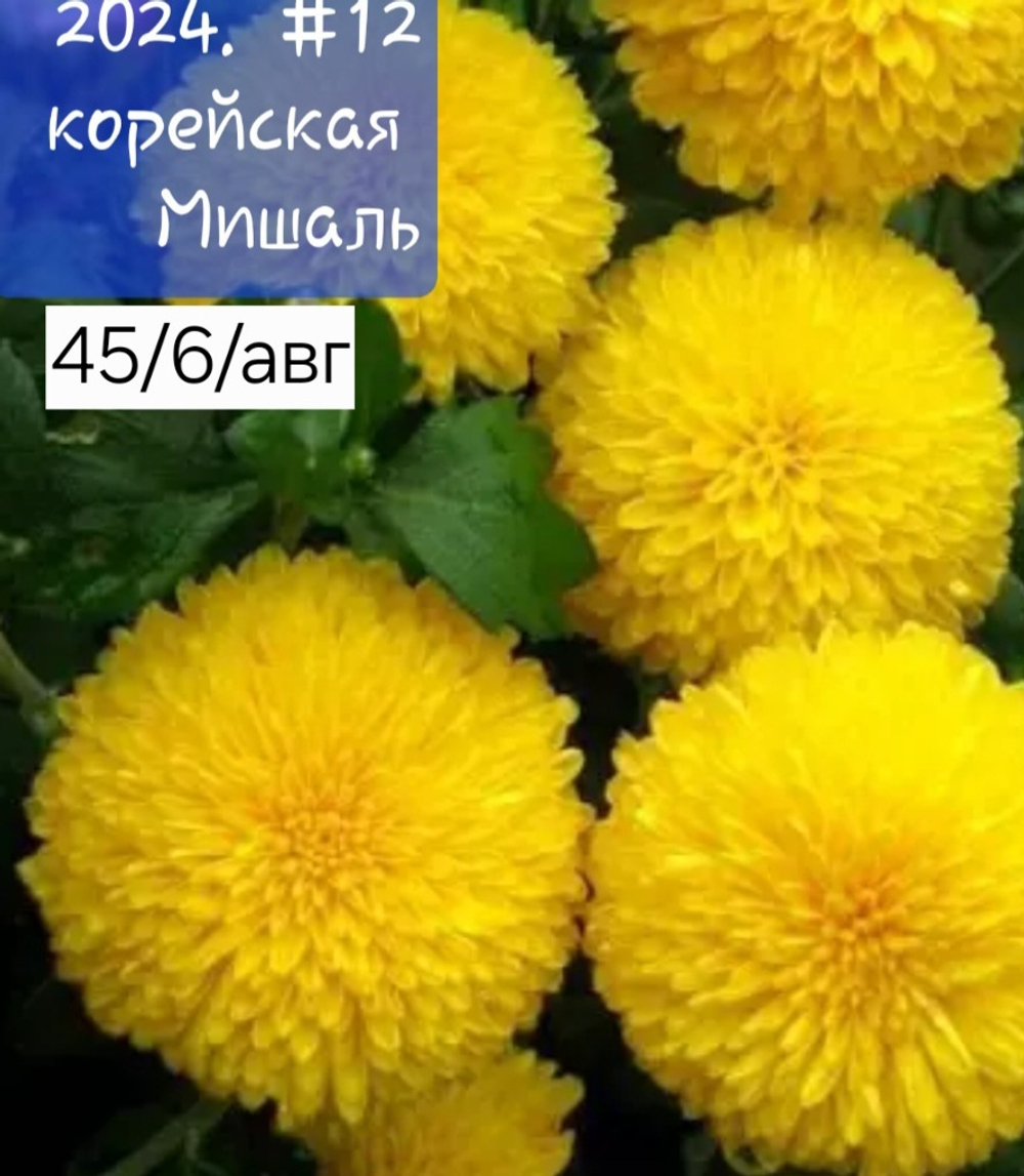 МИШАЛЬ 12 КОРЕЙСКАЯ ХРИЗАНТЕМА