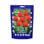 ЛУКОВИЦЫ ТЮЛЬПАН ТРИУМФ FERRARI 11/12, DARIT 7 ШТ/УП