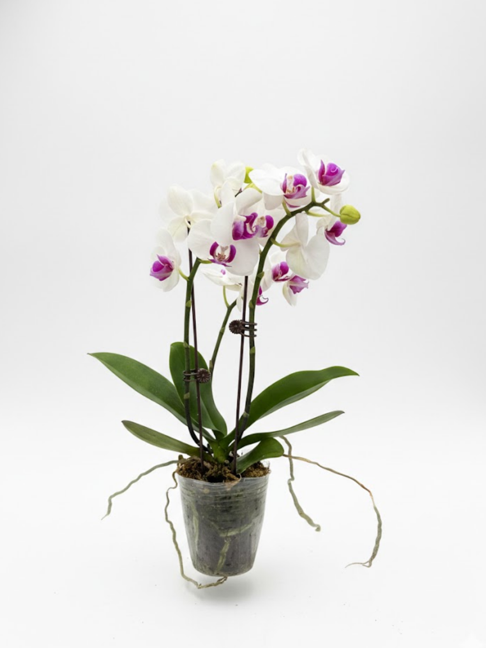 Фаленопсис белый д.9