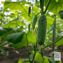 Ромара F1 семена огурца партенокарпич. (Rijk Zwaan / Райк Цваан)