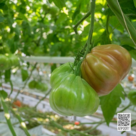 Ругантино F1 семена томата индетерминантного (Rijk Zwaan / Райк Цваан) в поле – фото 2