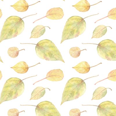 Осенние листья на белом