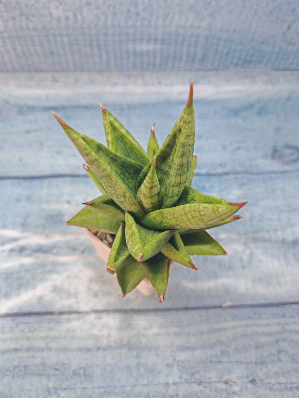 Sansevieria Jewel Crown (Сансевиерия)