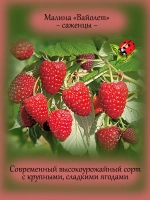 Малина Вайолет ремонтантная