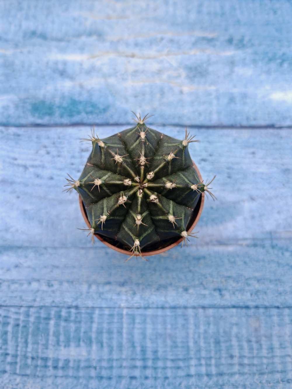 Gymnocalycium Friedrichii (Гимнокалициум)