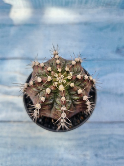 Gymnocalycium T-Rex Pink hybrid (Гимнокалициум)