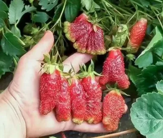 Земклуника Купчиха Р9 Закупка М65 май-июнь 2026