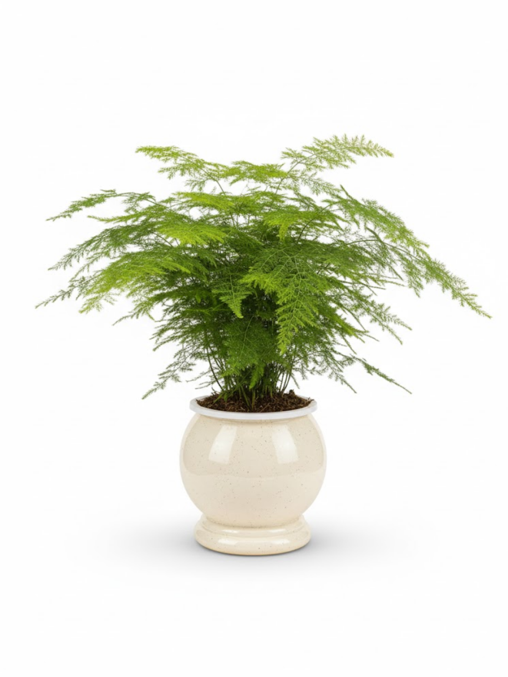 Аспарагус Earth Mexican Fern пластиковый горшок д.12