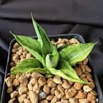 Сансевиерия ROOKIE VAR