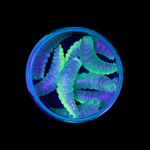 Форелевая приманка "Minoga" MAGGOT 1,6"(8шт) 40мм, 2,5гр, цвет 01