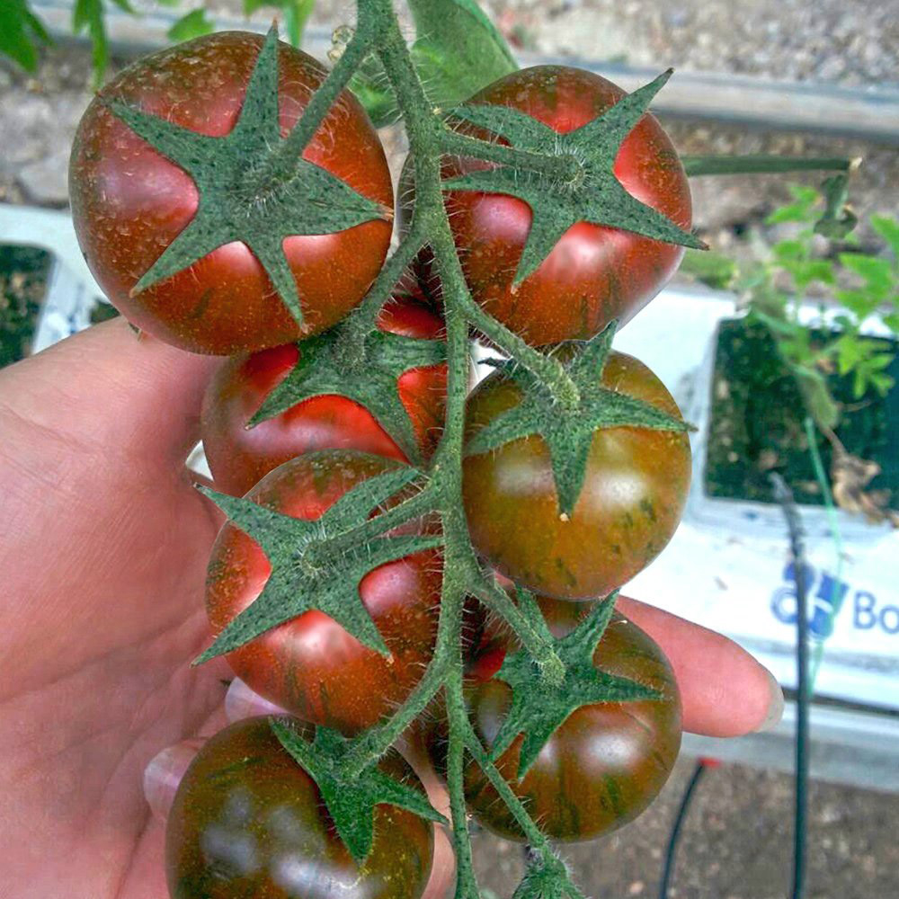 Томат Страйпед Мур F1 7шт ВитаГрин ЭКСТРА