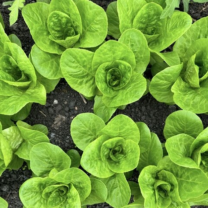 Салат Романо мини "О, Батат", 100 г