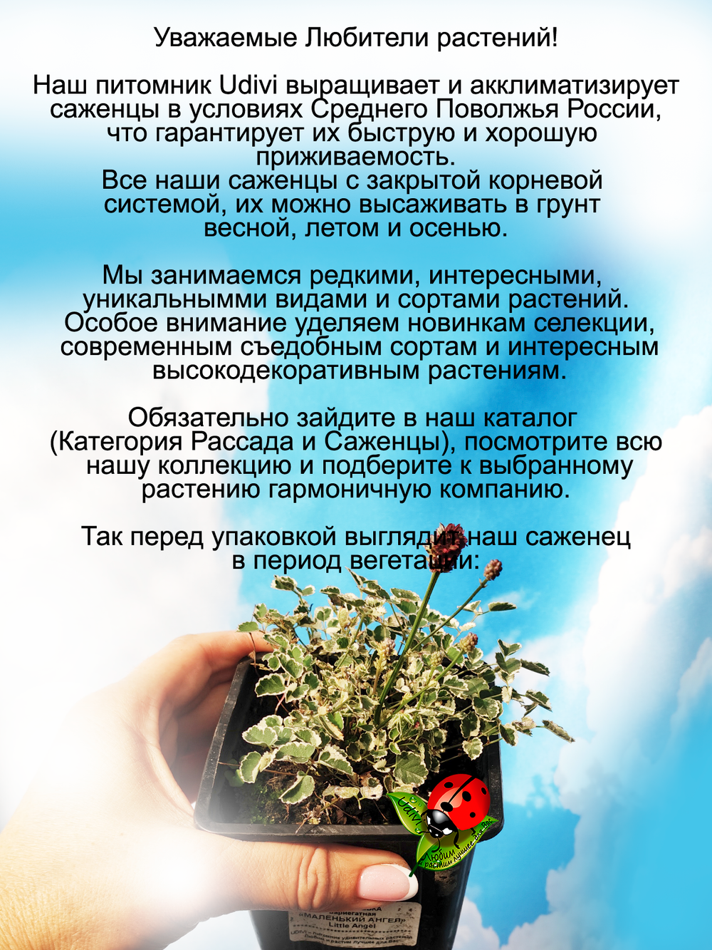Кровохлебка Маленький Ангел Литл Ангел пестролистная