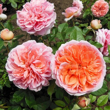 Роза Чиппендейл