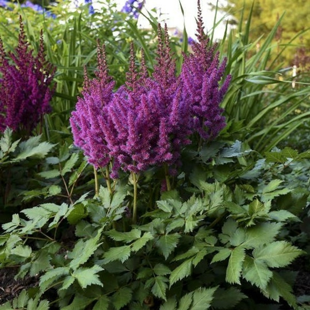 Black Blue (Китайская)