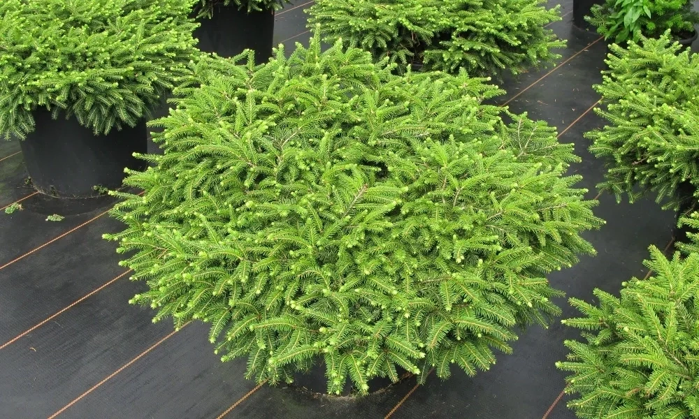 Ель Нидиформис С5 25-30 см Закупка М49 весна 2026