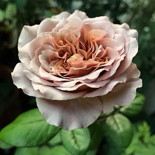 Роза Кафе Латте С4 Закупка М16 июнь 2026