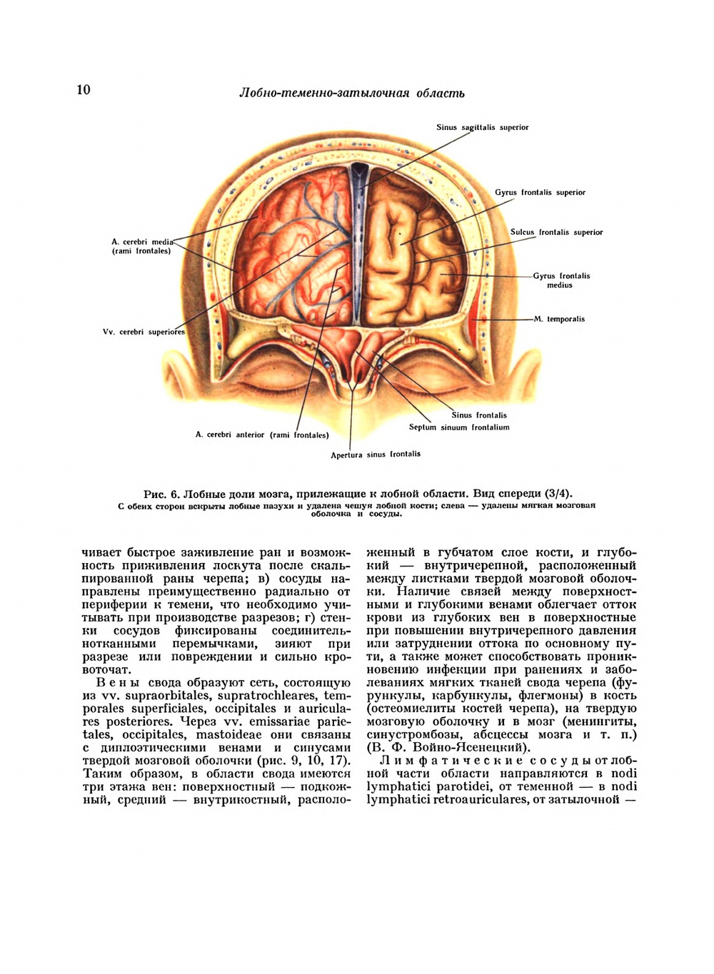 Атлас топографической анатомии человека. Том 1. Голова и шея | Ю.Л. Золотко