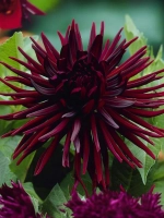 Георгин кактусовидный Нуйт д'Этэ