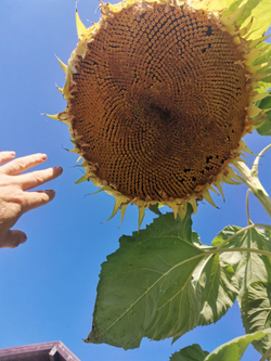 Подсолнечник - Exhibition Giant - Гигант Выставочный