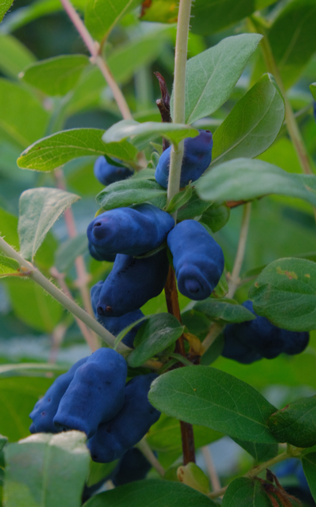 Жимолость Мамонтенок