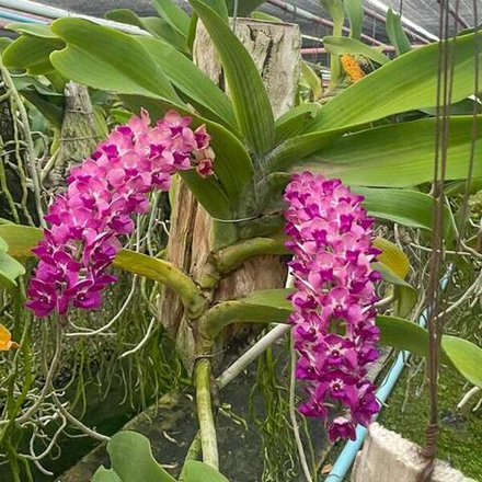 Ринхостилис RHY 21-PRATHAN PHON