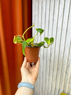 Филодендрон Сканденс Бразил, D9см Н15см, 1шт, Urban Jungle