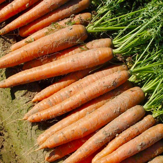 КАНТЕРБЮРИ F1 семена моркови Bejo цена – фото 2