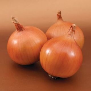 Лук репчатый Барусо F1 250000 (семян)