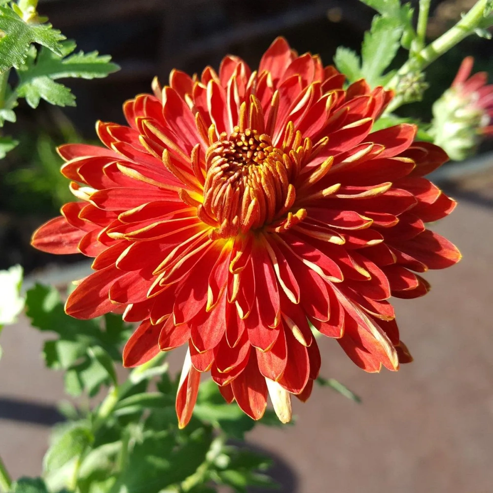 Хризантема корейская Огни Москвы