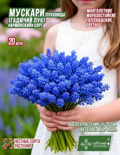 Мускари (Гадючий лук), 20 шт