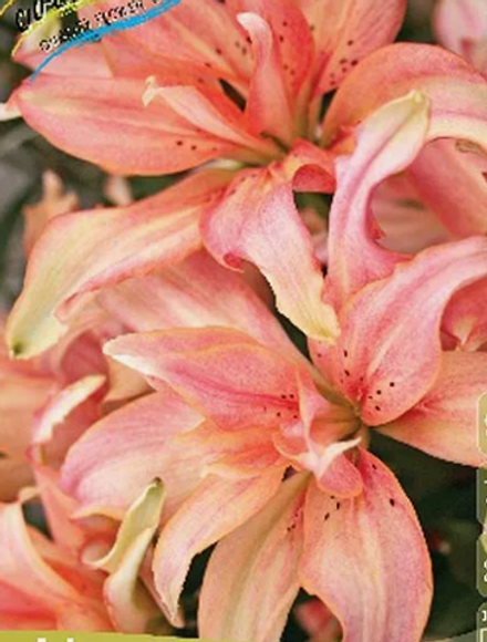 Лилия Афродита луковица март 2026