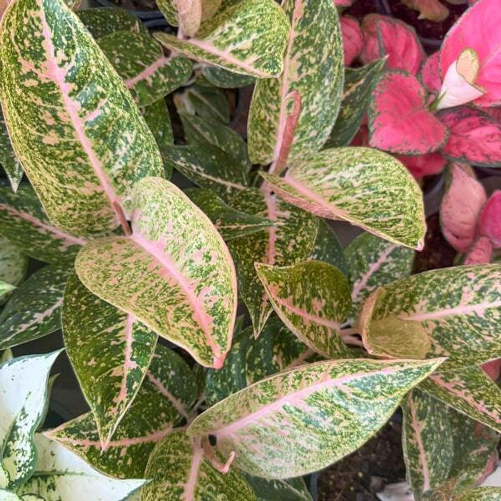 Аглаонема SHINTA