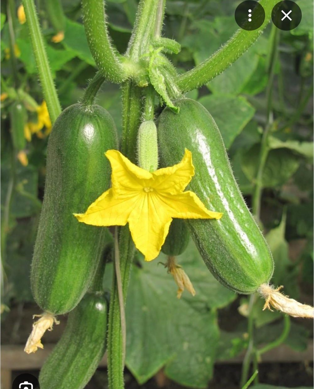 Инфинити F1 1000 семян