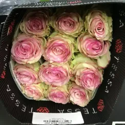 Роза сорта Esperance от плантации Tessa | Опт