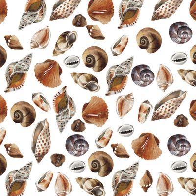 Акварельные ракушки