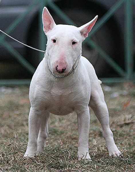 Бультерьер миниатюрный