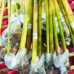 Геликония CHARTACEA TEMPTRESS (Н106)