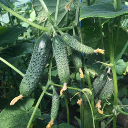 Огурец Муссон F1 (50шт) Витагрин Профи