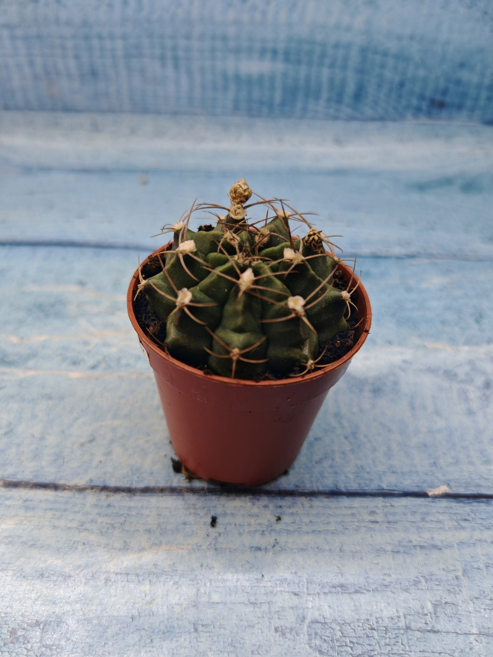 Gymnocalycium Friedrichii (Гимнокалициум)