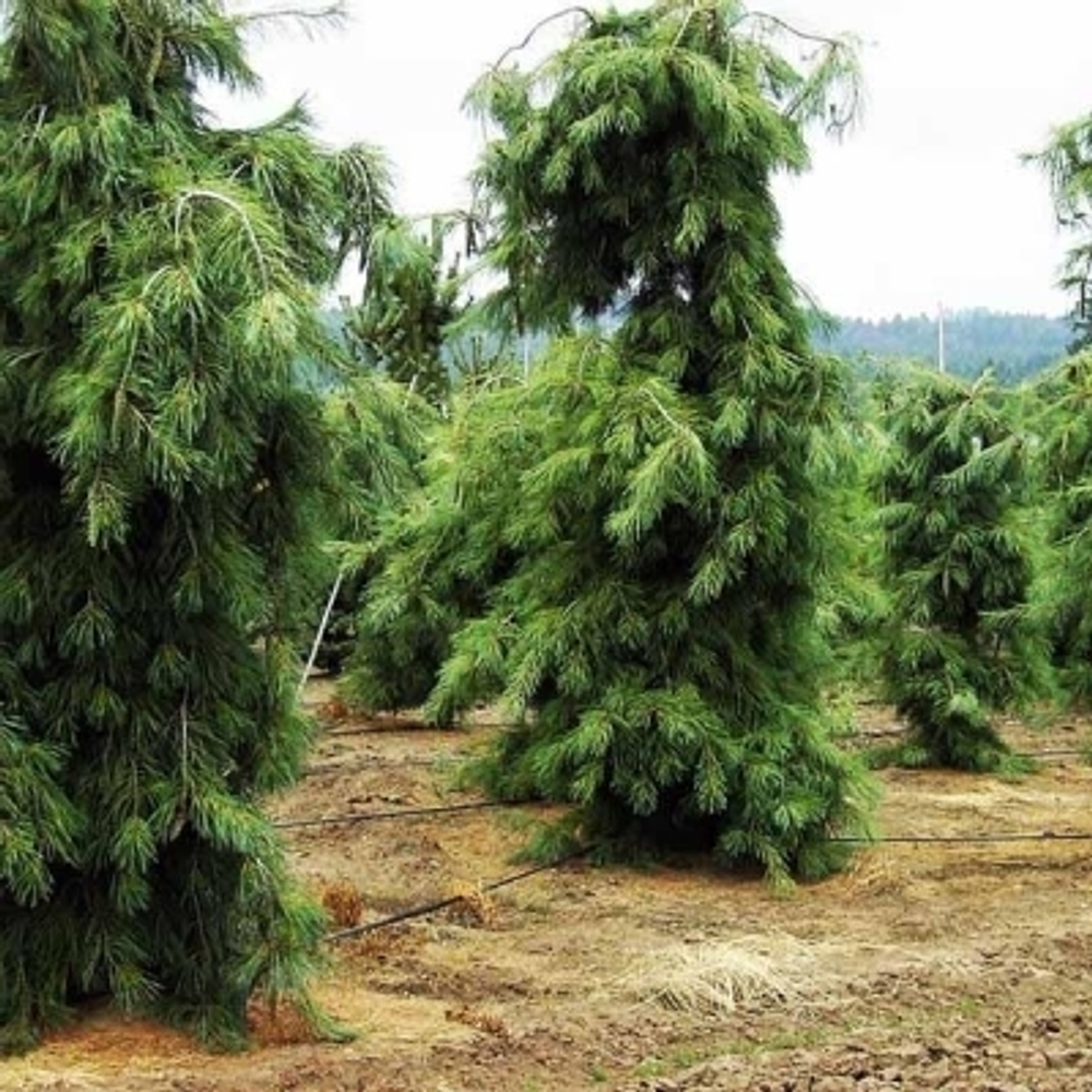 Сосна густоцветковая Пендула С7,5 Ра140-160
