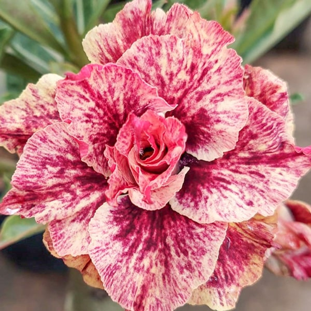 Адениум обесум 368