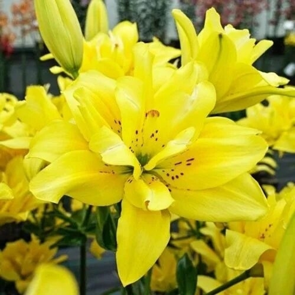 Лилия Fama Morgana (Азиатский гибрид )