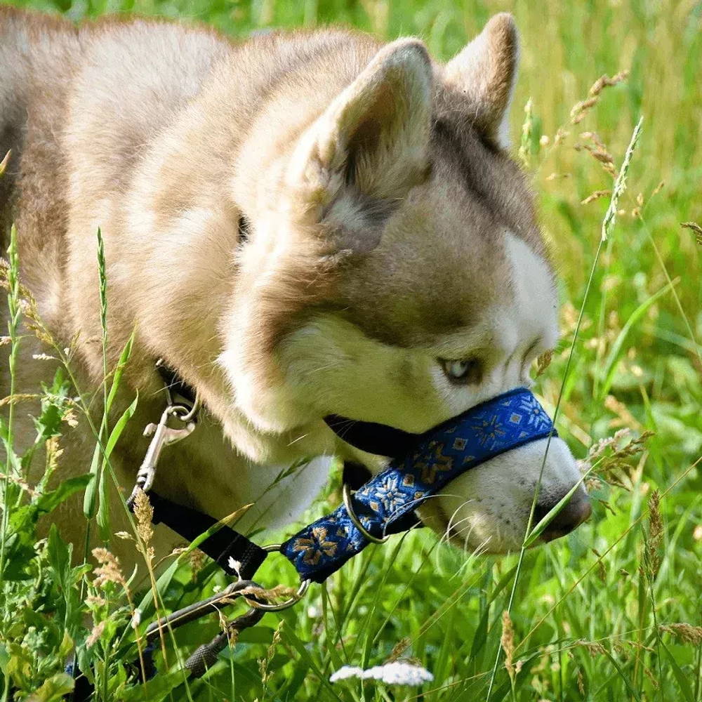 Недоуздок "Поларис" для собак