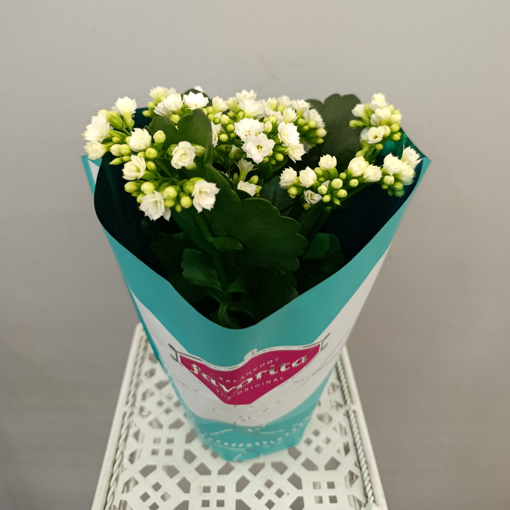 Каланхое каландива