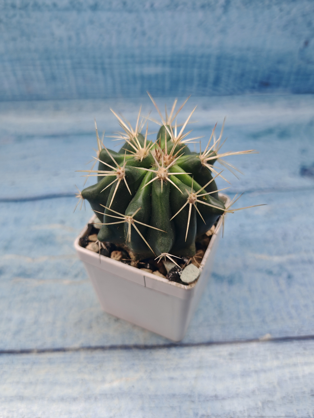Ferocactus stainesii (Ферокактус)