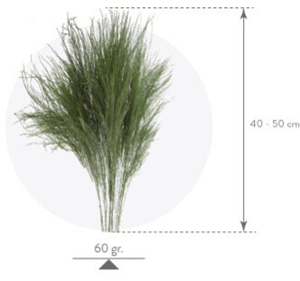 Трава Тики "Verdissimo"