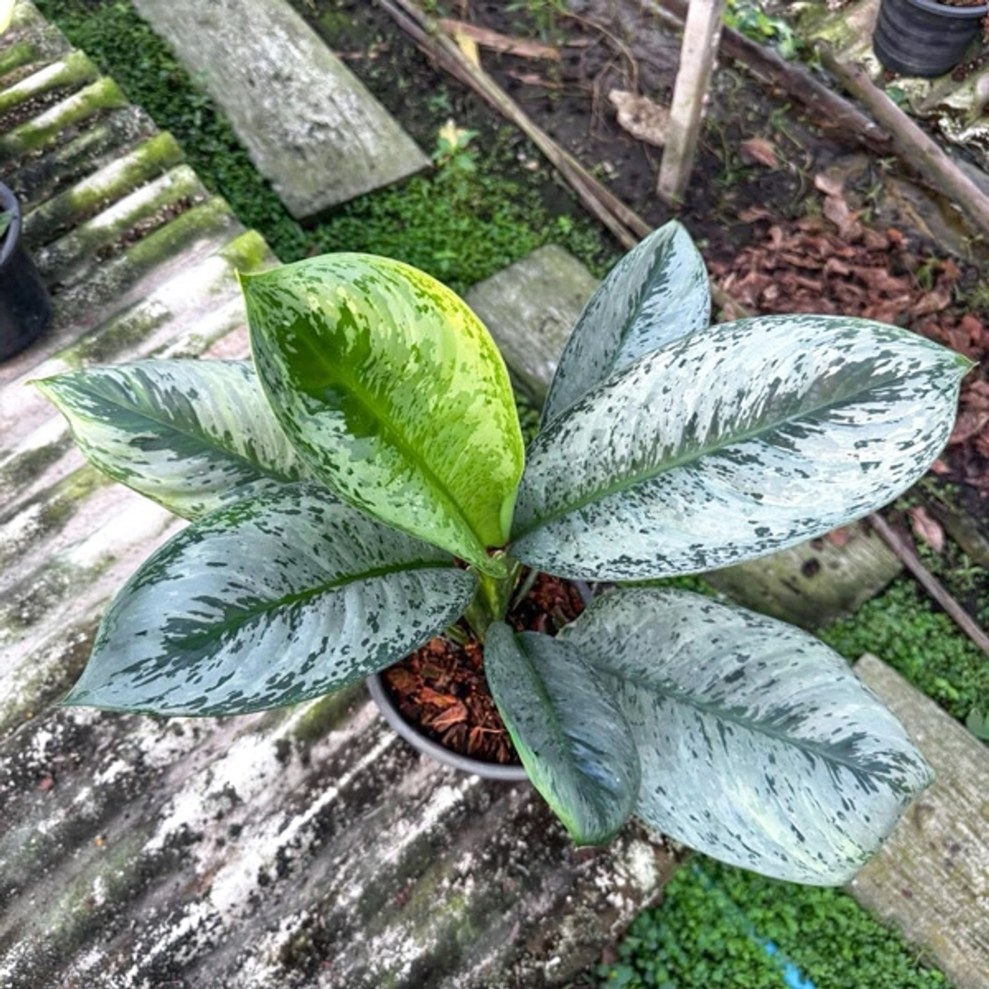 Пополнение по аглаонемам на август 2026