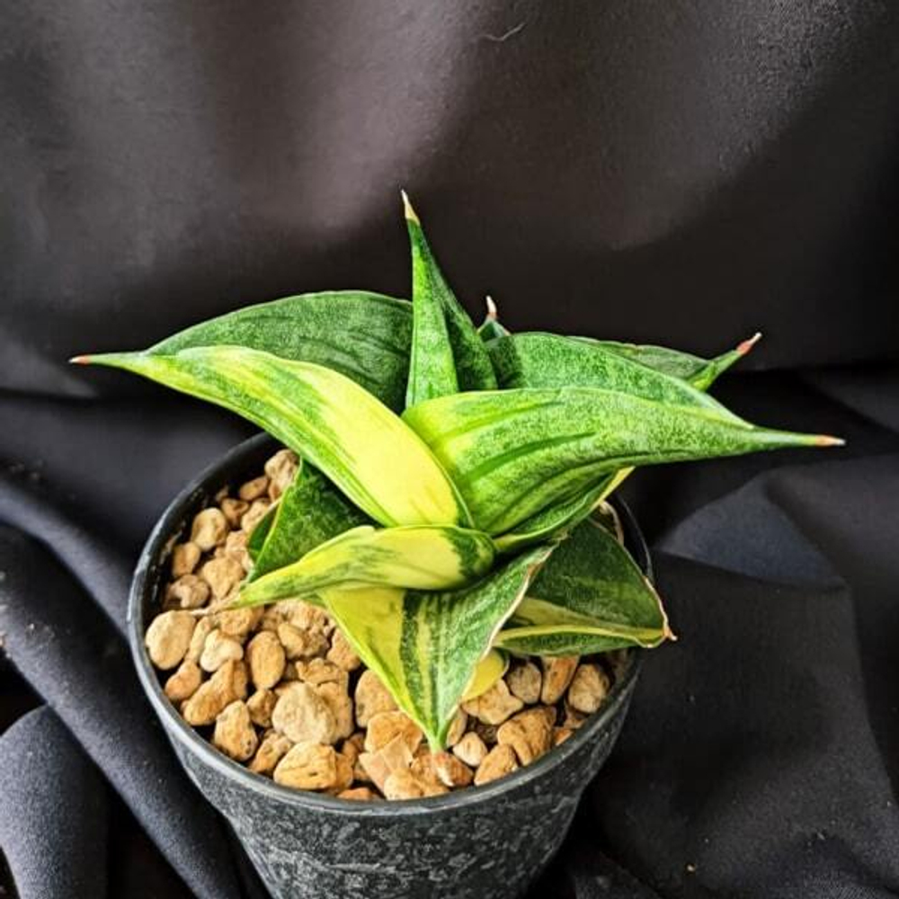 Сансевиерия BLACK PEARL